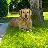 animal, backyard, canine, dog, fur, garden, golden_retriever, grass, greenery, happy, lying_down, nature, outdoor, pet, relaxing, shade, summer, sunlight, tongue_out, tree