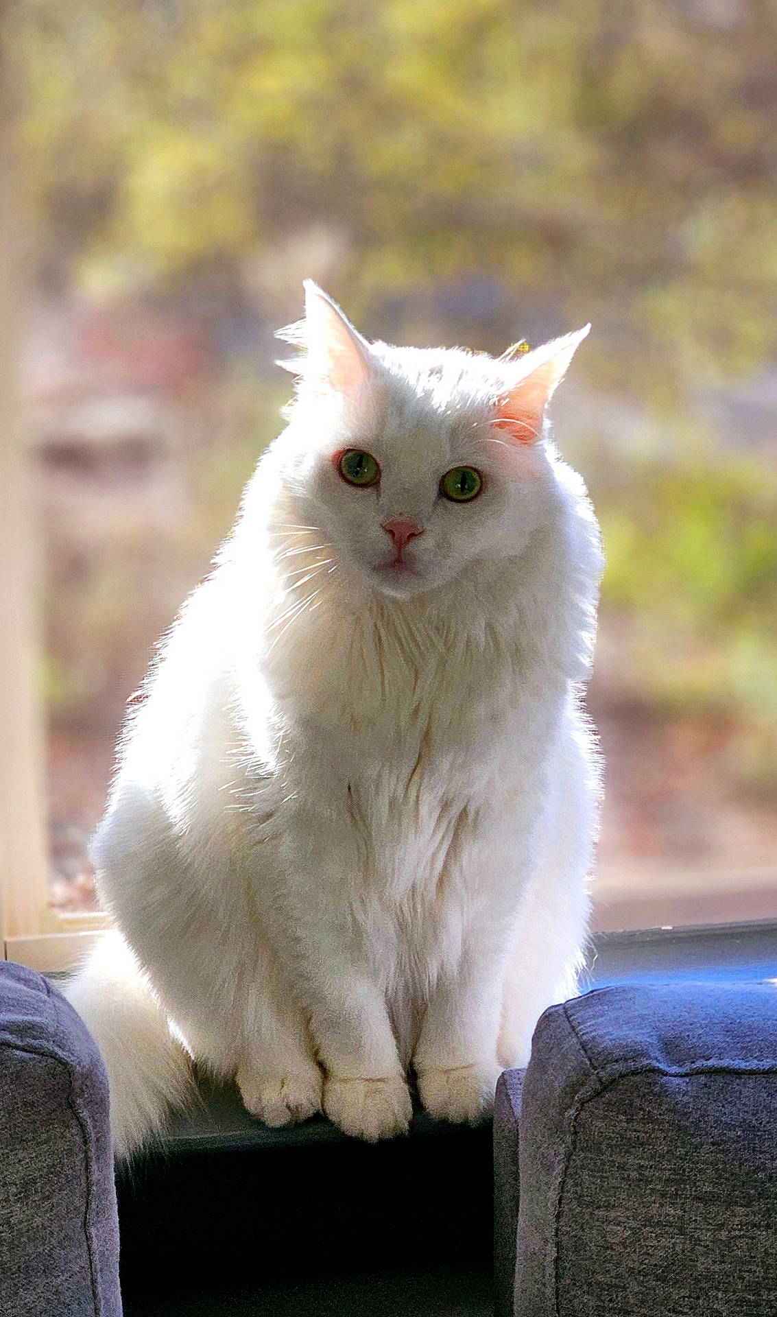 Pasha is registered to the contest to win money with this photo: abyssinian, angora, animal, armchair, cat, chair, couch, furniture, homedecor, kitten, manx, pet, siamese, white