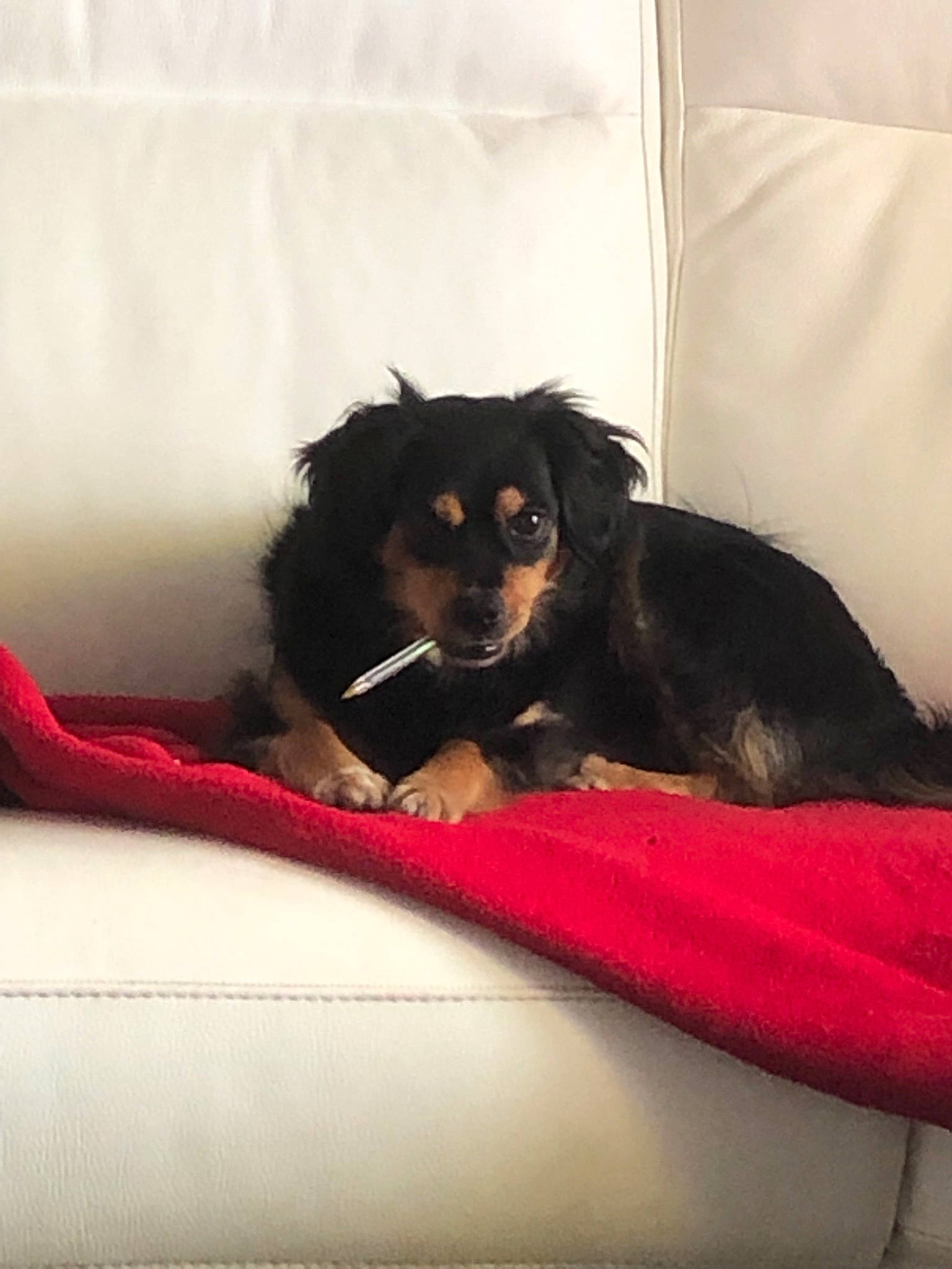 Tara a rejoint le concours — aidez-le/la à gagner de superbes lots ! canidae, carnivore, cavalier_king_charles_spaniel, cavapoo, companion_dog, dog, dog_breed, hovawart, puppy, spaniel, sporting_group, toy_dog