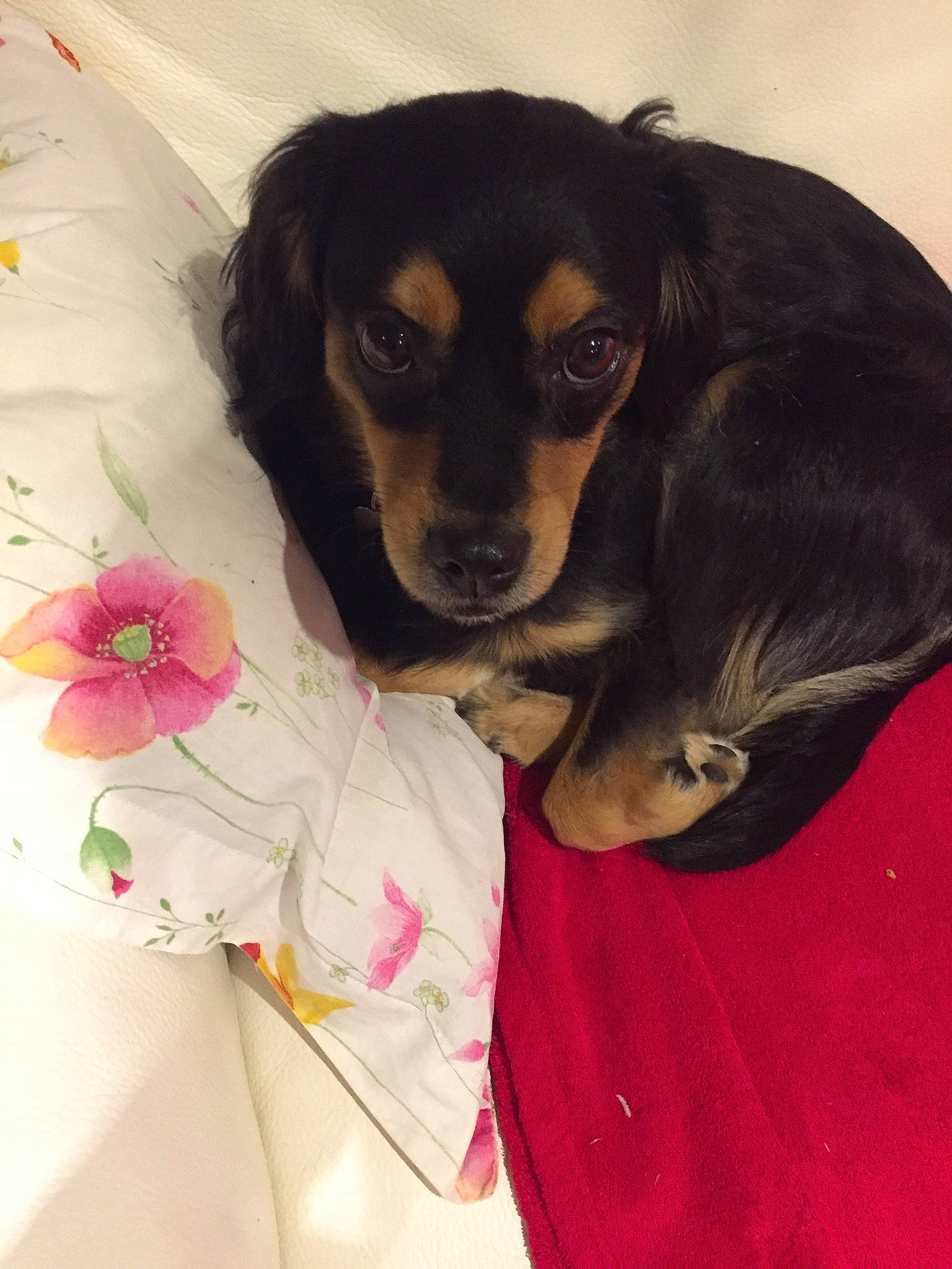 Tara a rejoint le concours — aidez-le/la à gagner de superbes lots ! canidae, carnivore, companion_dog, dachshund, dog, dog_breed, pink, puppy, rare_breed_dog, skin, sporting_group