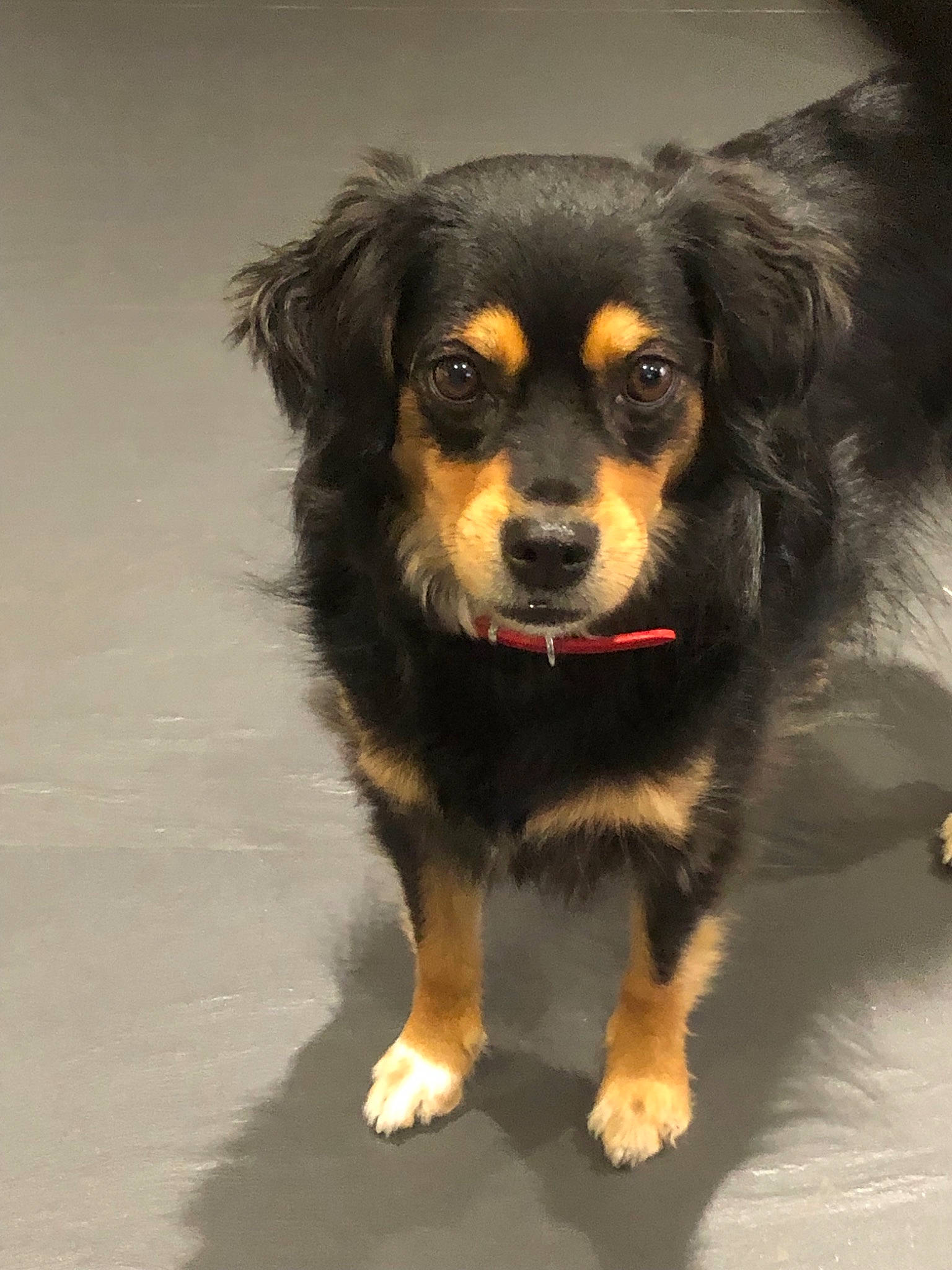 Tara participe au concours pour gagner de l'argent avec cette photo : australian_shepherd, canidae, carnivore, companion_dog, dog, dog_breed, english_shepherd, hovawart, mammal, puppy, rare_breed_dog, small_greek_domestic_dog, snout, sporting_group, tibetan_spaniel, vertebrate, whiskers