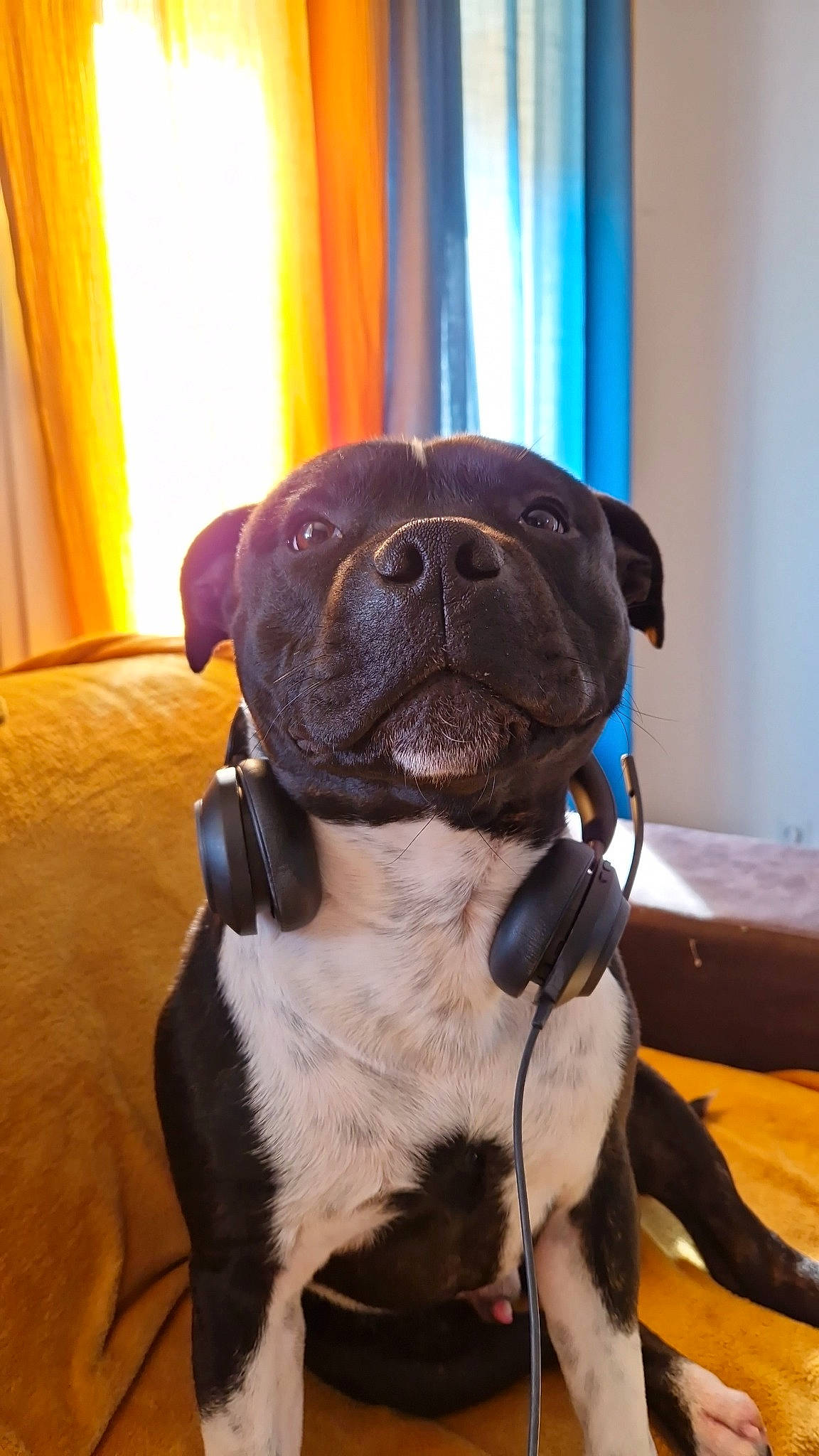 Sango participe au concours pour gagner de l'argent avec cette photo : blue, canidae, carnivore, collar, companion_dog, curtain, dog, dog_breed, dog_collar, fawn, flooring, hardwood, non_sporting_group, pet_supply, snout, sporting_group, wood, working_animal, working_dog, wrinkle