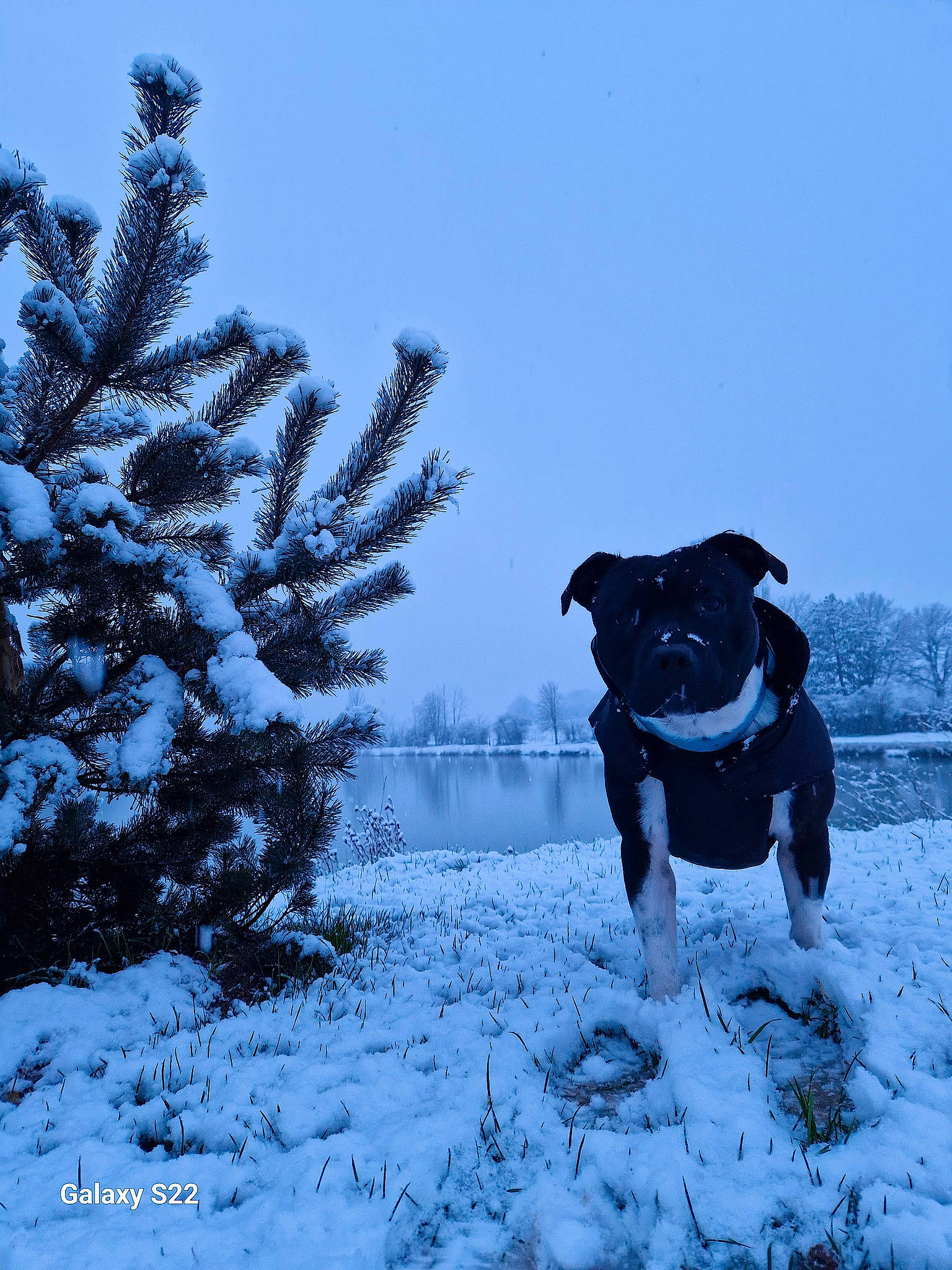 Sango a rejoint le concours — aidez-le/la à gagner de superbes lots ! carnivore, conifer, dog, dog_breed, electric_blue, event, evergreen, freezing, frost, landscape, larch, natural_landscape, plant, precipitation, sky, snow, tree, twig, winter, working_animal