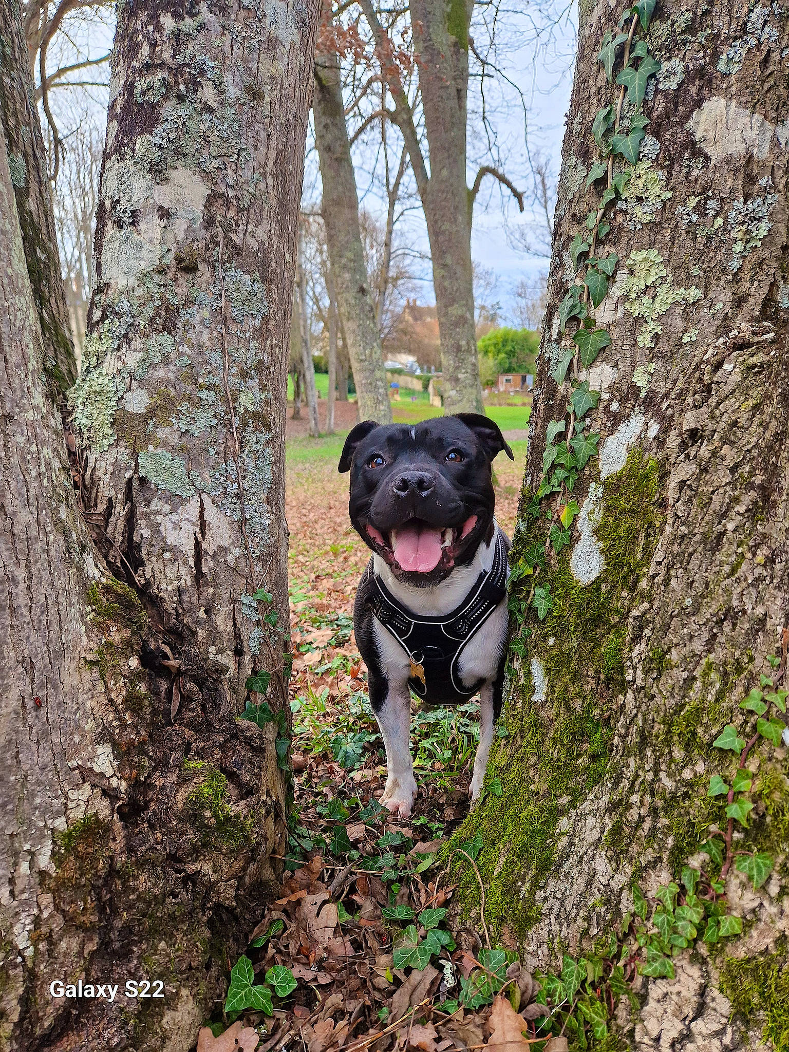 Sango participe au concours pour gagner de l'argent avec cette photo : canidae, carnivore, collar, companion_dog, dog, dog_breed, dog_collar, fawn, grass, leash, pet_supply, plant, recreation, sky, snout, soil, sporting_group, tree, trunk, working_animal