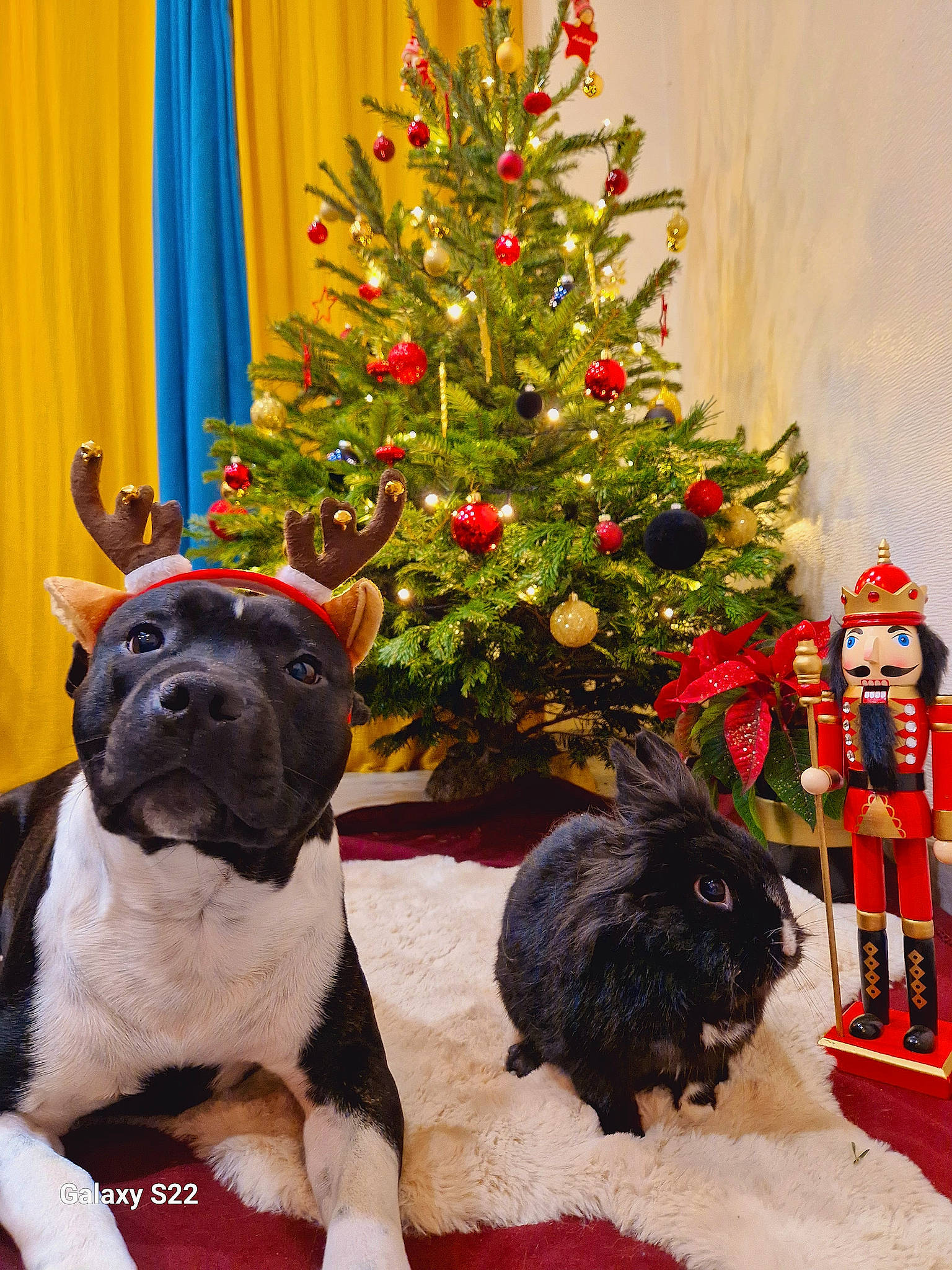 Sango a rejoint le concours — aidez-le/la à gagner de superbes lots ! carnivore, christmas, christmas_decoration, christmas_ornament, christmas_tree, companion_dog, conifer, curtain, dog, dog_breed, event, evergreen, fawn, holiday, holiday_ornament, ornament, plant, red, sporting_group, tree