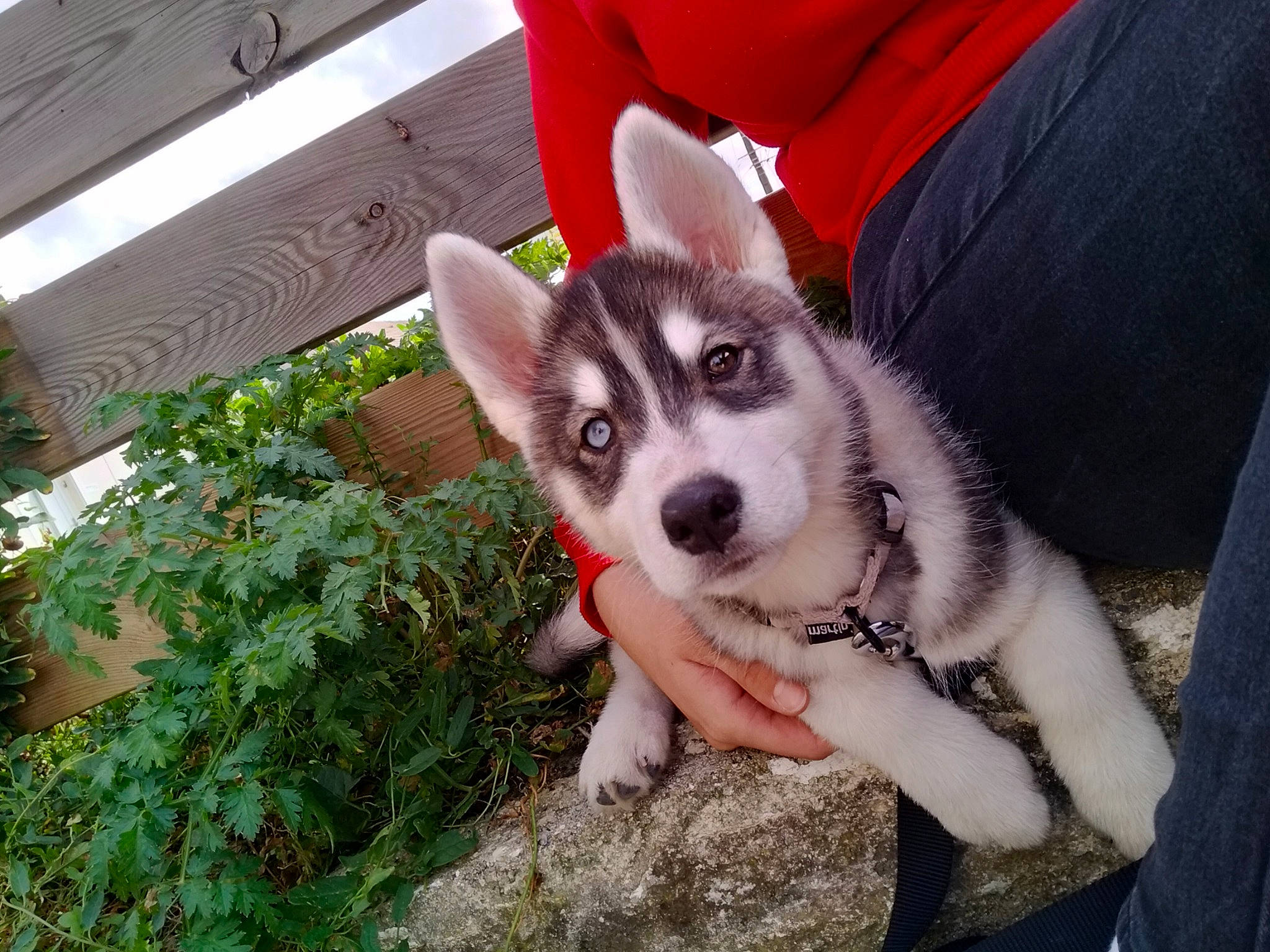Naïka participe au concours pour gagner de l'argent avec cette photo : canidae, carnivore, companion_dog, dog, dog_breed, fawn, fur, grass, hand, non_sporting_group, plant, siberian_husky, sled_dog, snout, sporting_group, working_dog