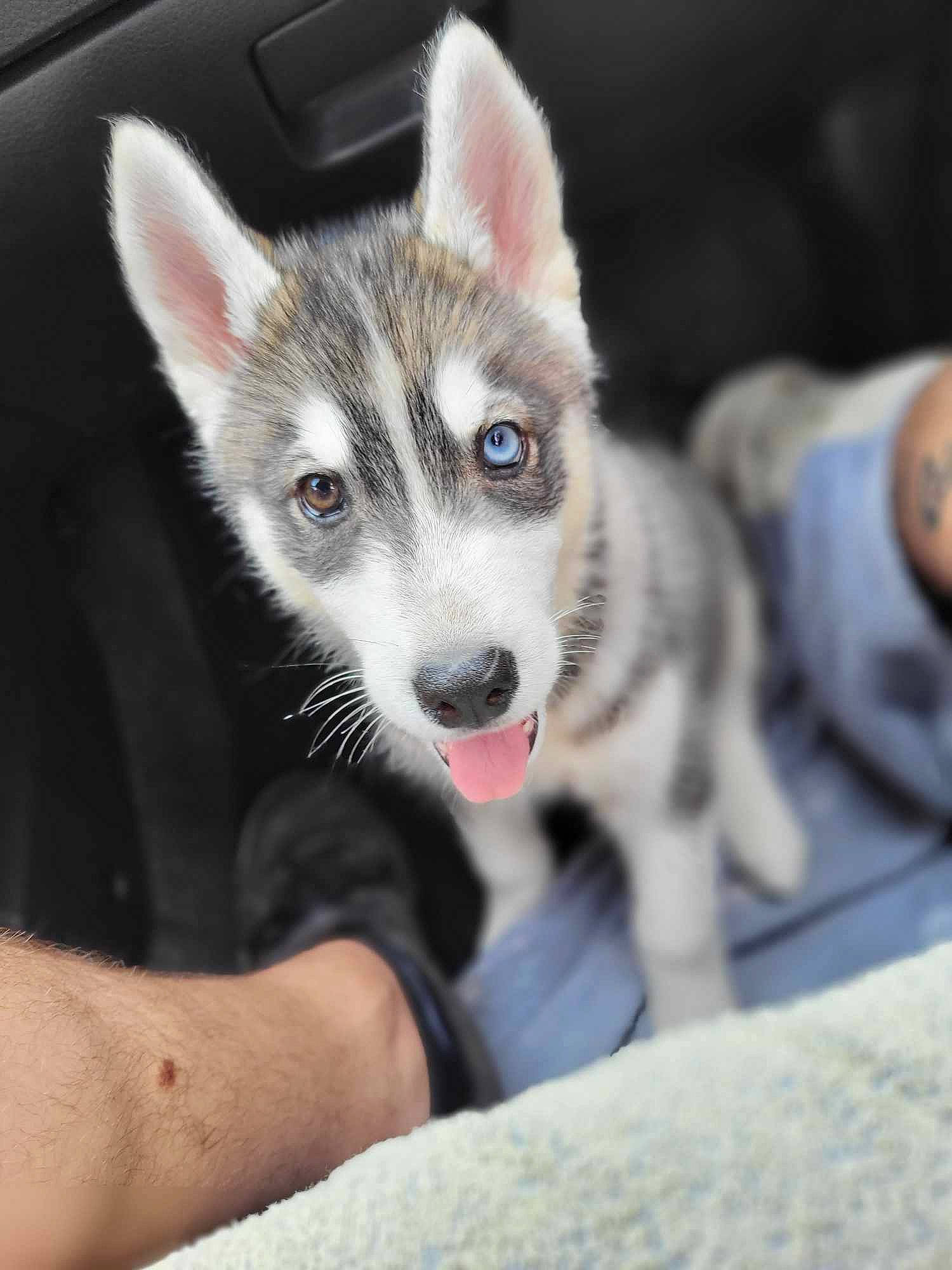 Naïka participe au concours pour gagner de l'argent avec cette photo : art, bird, canis, carnivore, dog, dog_breed, foot, fur, musical_instrument, sled_dog, snout, terrestrial_animal, whiskers, working_dog