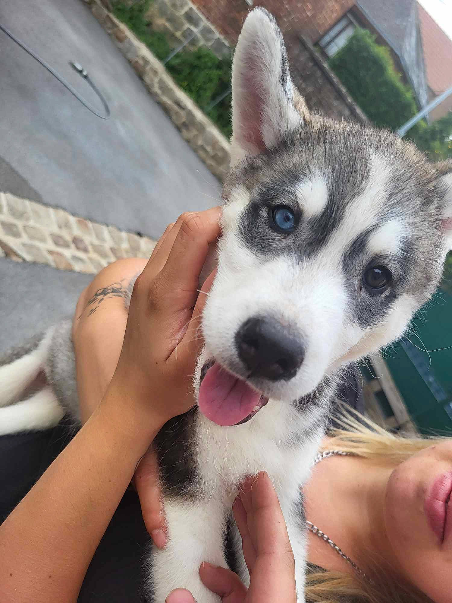 Naïka participe au concours pour gagner de l'argent avec cette photo : ancient_dog_breeds, carnivore, companion_dog, dog, dog_breed, fawn, foot, fur, hand, happy, human_leg, nail, paw, selfie, sitting, sled_dog, snout, square, whiskers, working_dog