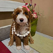 Goldie joined the competition — help win amazing prizes! puppy, dog, brown_and_white, fluffy, bead_necklace, pink_bow, bench, wooden_bench, flowers, flower_pot, green_pot, indoor, cute, pet, sitting, decor, furniture, animal, adorable, portrait