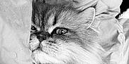 Poeme participe au concours pour gagner de l'argent avec cette photo : cat, fluffy, fur, closeup, blanket, resting, pet, cozy, indoor, sleepy, whiskers, cute, portrait, animal, feline, soft, laying, comfort, monochrome, relaxed