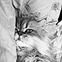 cat, fluffy, fur, closeup, blanket, resting, pet, cozy, indoor, sleepy, whiskers, cute, portrait, animal, feline, soft, laying, comfort, monochrome, relaxed
