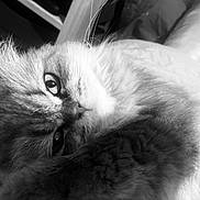 Poeme a rejoint le concours — aidez-le/la à gagner de superbes lots ! cat, close_up, black_and_white, fluffy, paw, face, relaxed, cozy, indoor, pet, animal, whiskers, fur, sleepy, cute, soft, portrait, domestic_cat, resting, feline