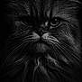 Poeme a rejoint le concours — aidez-le/la à gagner de superbes lots ! cat, close_up, black_and_white, water_droplets, whiskers, fur, portrait, animal, face, intense_gaze, dramatic_lighting, majestic, detailed, texture, long_hair, pet, wild, moody, expression, nature
