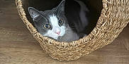 Carlos joined the competition — help win amazing prizes! animal, basket, cat, closeup, cozy, curious, cute, cute_pet, domestic_cat, feline, gray_cat, household, indoor, looking, pet, resting, white_cat, wide_eyes, wooden_floor, woven_basket