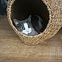 animal, basket, cat, closeup, cozy, curious, cute, cute_pet, domestic_cat, feline, gray_cat, household, indoor, looking, pet, resting, white_cat, wide_eyes, wooden_floor, woven_basket
