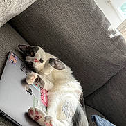 Carlos joined the competition — help win amazing prizes! animal, black_and_white, cat, closeup, couch, cozy, curious, cute, feline, fur, home, indoor, laptop, pet, pink_paws, relaxing, resting, soft_light, sticker, technology