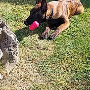 Aïka participe au concours pour gagner de l'argent avec cette photo : animal, black, brown, canine, collar, daytime, dog, ears, grass, green, laying, mouth, nature, outdoor, pet, play, relaxed, summer, sunlight, toy