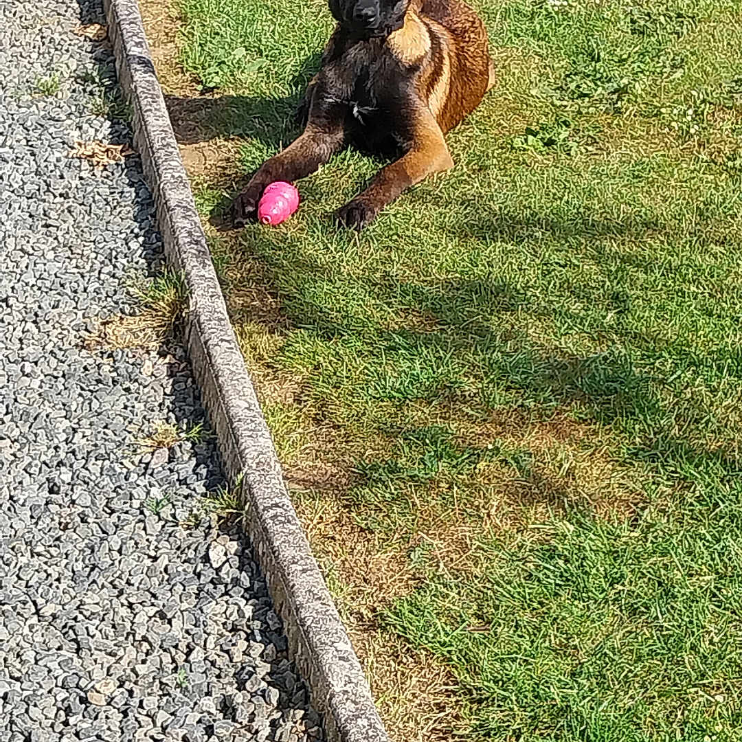 Aïka a rejoint le concours — aidez-le/la à gagner de superbes lots ! alert, animal, belgian_malinois, canine, daylight, dog, ears, grass, gravel, greenery, lying_down, mammal, nature, outdoor, path, pet, pink_toy, resting, sunlight, toy