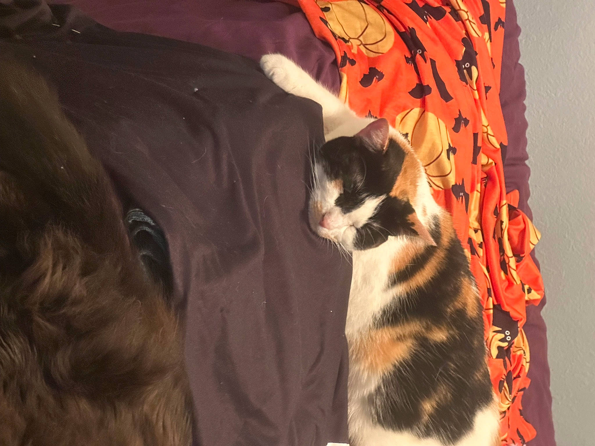 Lucy is registered to the contest to win money with this photo: carnivore, cat, comfort, domestic_short_haired_cat, felidae, fur, linens, pattern, paw, room, small_to_medium_sized_cats, snout, tail, terrestrial_animal, tree, whiskers, window, wood