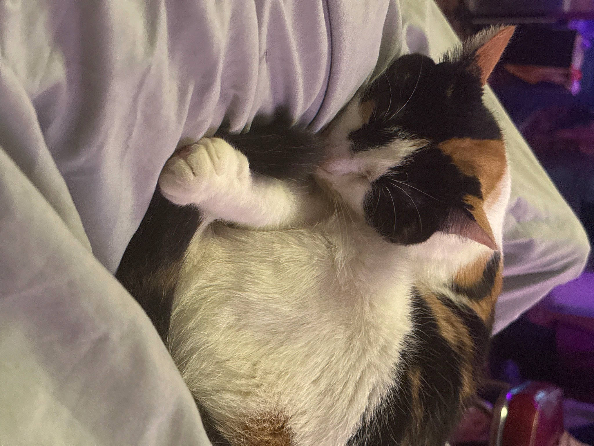 Lucy is registered to the contest to win money with this photo: balinese, canidae, carnivore, cat, claw, comfort, companion_dog, dog_breed, domestic_short_haired_cat, ear, fawn, felidae, fur, nap, paw, sleep, small_to_medium_sized_cats, snout, tail, whiskers