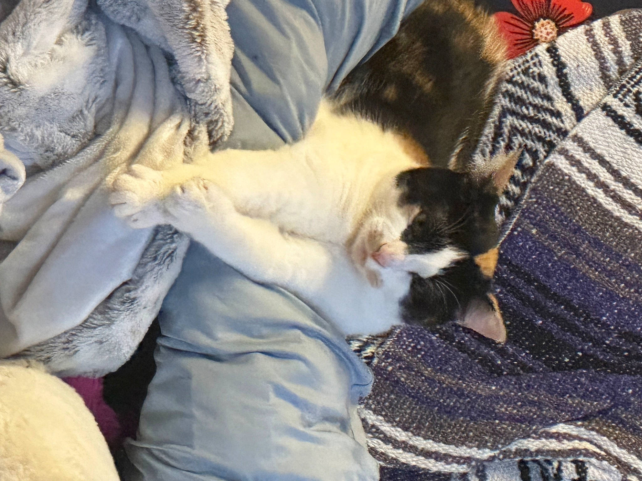 Lucy is registered to the contest to win money with this photo: canidae, carnivore, cat, claw, comfort, companion_dog, domestic_short_haired_cat, felidae, fur, lap, linens, mammal, nap, paw, sleep, small_to_medium_sized_cats, tail, tartan, tree, whiskers