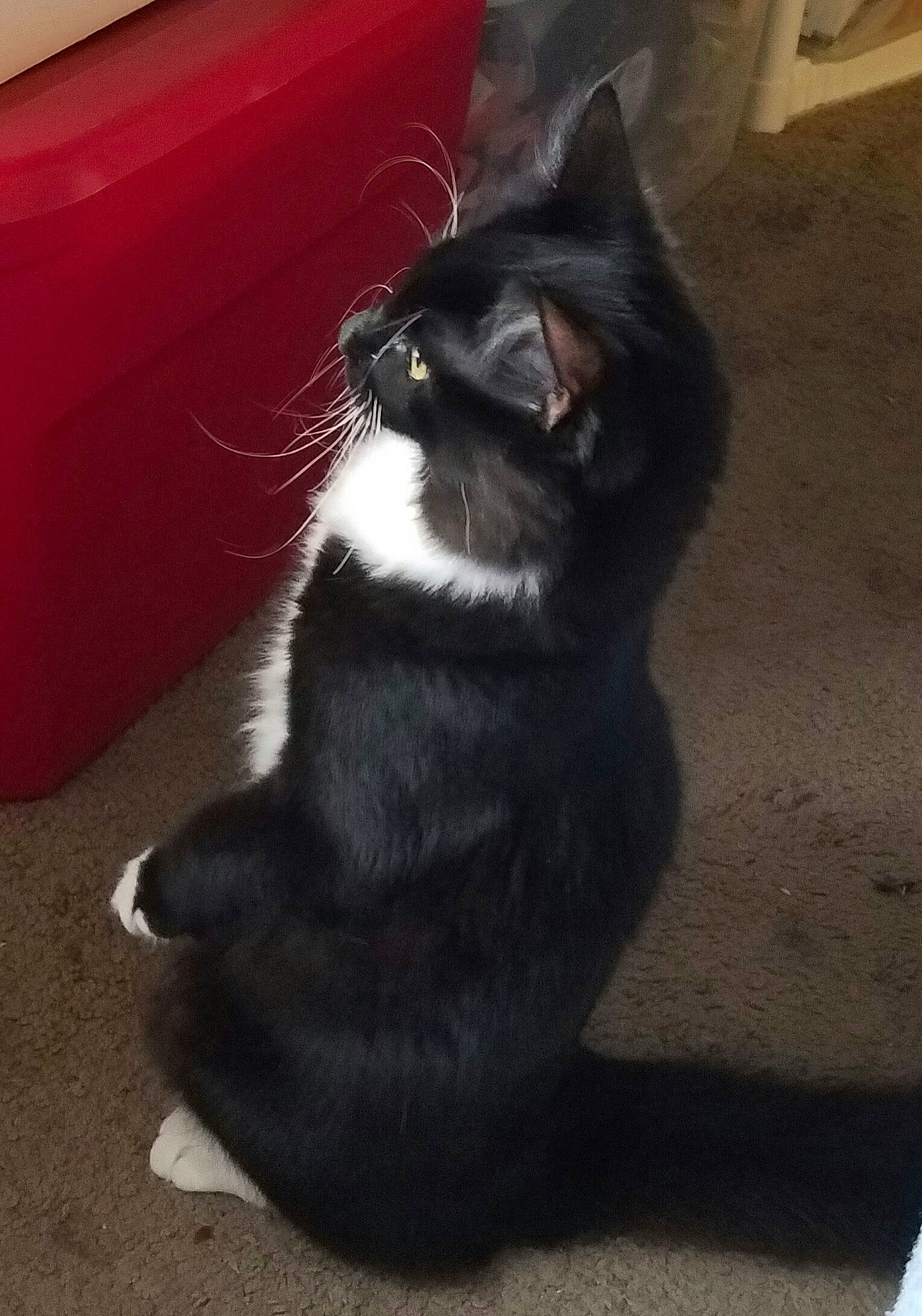 Snape joined the competition — help win amazing prizes! black, black_cat, carnivore, cat, domestic_short_haired_cat, ear, european_shorthair, felidae, floor, fur, kitten, leg, paw, photography, polydactyl_cat, sitting, small_to_medium_sized_cats, snout, tail, whiskers