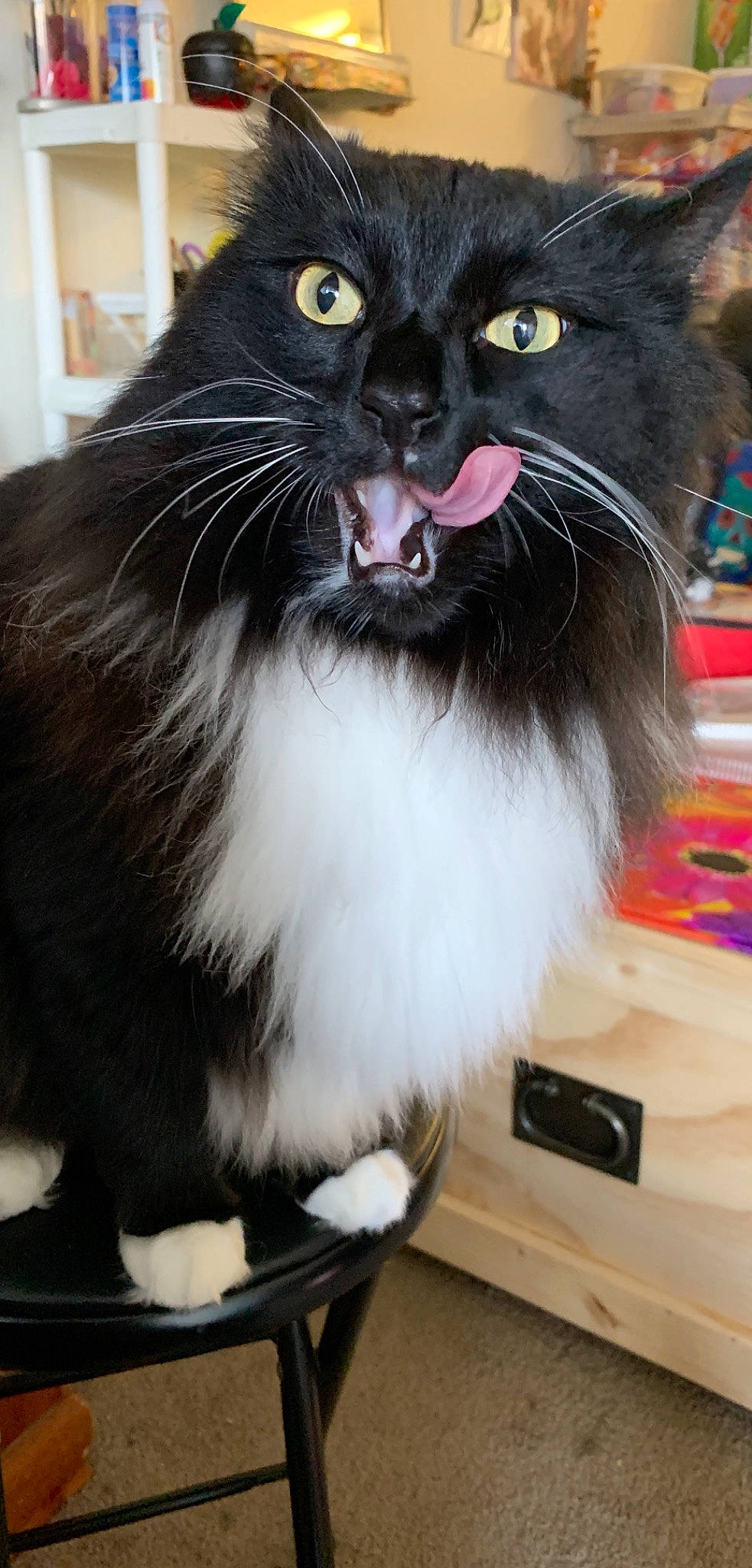 Snape is registered to the contest to win money with this photo: black_cat, carnivore, cat, domestic_long_haired_cat, felidae, fur, mammal, norwegian_forest_cat, small_to_medium_sized_cats, snout, whiskers