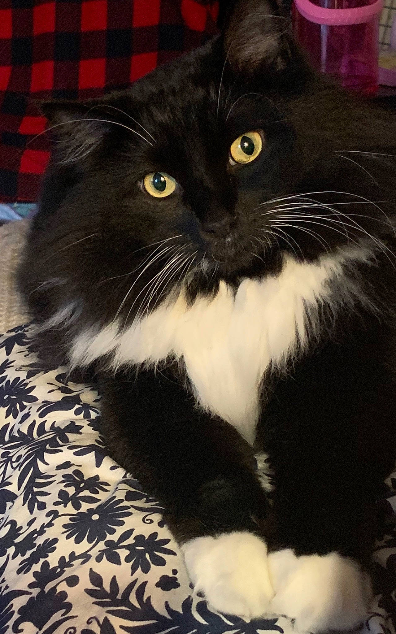 Severus Snape is registered to the contest to win money with this photo: carnivore, cat, comfort, domestic_short_haired_cat, felidae, fur, small_to_medium_sized_cats, snout, tail, terrestrial_animal, whiskers