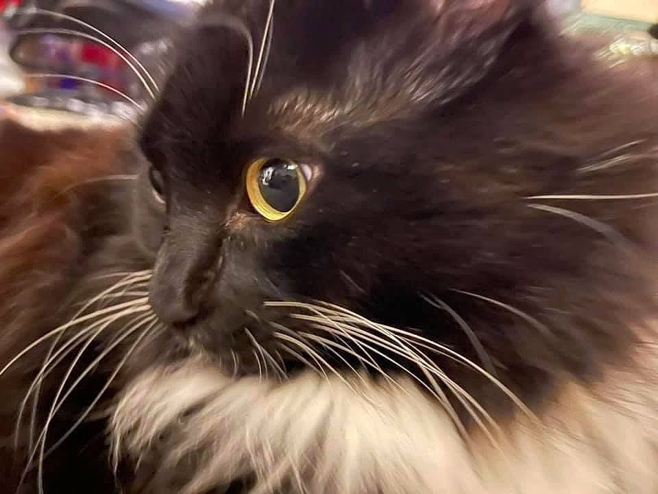 Severus Snape is registered to the contest to win money with this photo: british_longhair, carnivore, cat, close_up, felidae, fur, ragdoll, small_to_medium_sized_cats, snout, terrestrial_animal, whiskers