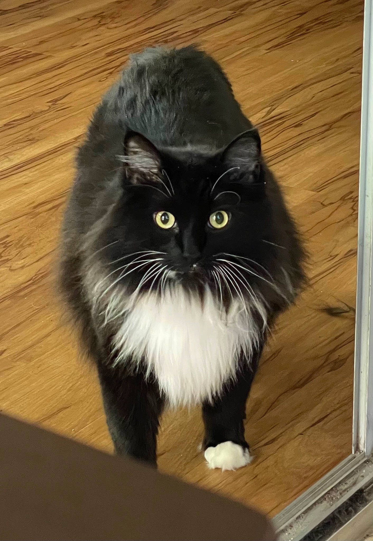 Severus Snape joined the competition — help win amazing prizes! carnivore, cat, felidae, flooring, fur, hardwood, plank, small_to_medium_sized_cats, snout, tail, varnish, whiskers, wood, wood_flooring, wood_stain