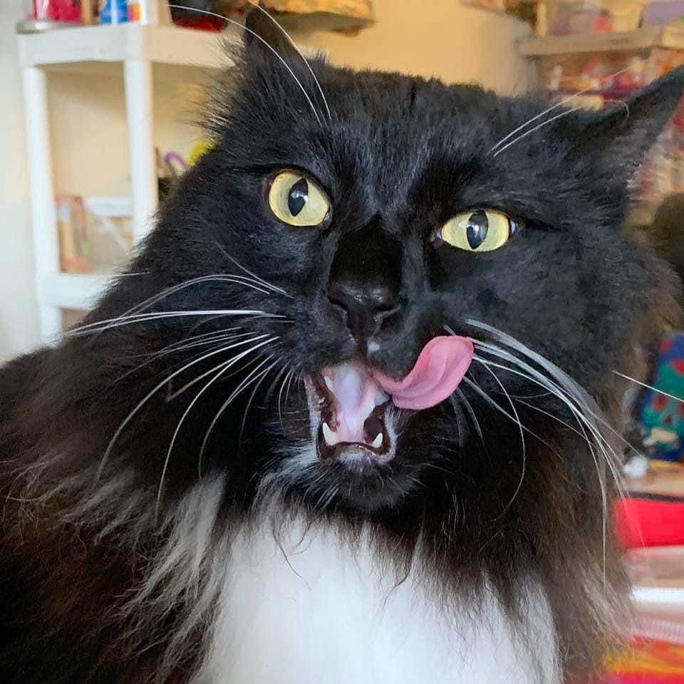 Severus Snape is registered to the contest to win money with this photo: black_cat, bombay, carnivore, cat, domestic_short_haired_cat, ear, eye, fang, felidae, fur, hair, head, iris, roar, shelf, small_to_medium_sized_cats, snout, terrestrial_animal, whiskers, window