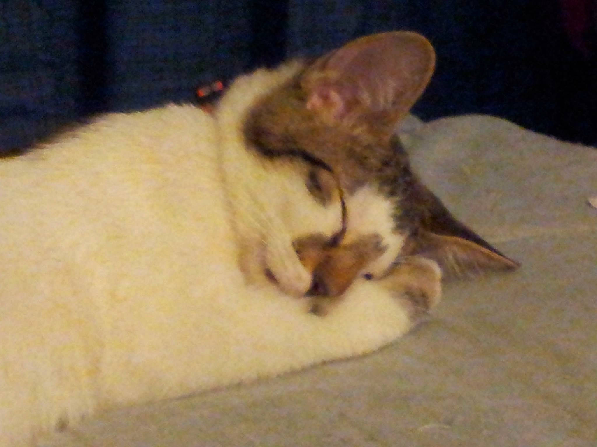 Levon is registered to the contest to win money with this photo: carnivore, cat, cat_bed, cat_supply, comfort, domestic_short_haired_cat, fawn, felidae, fur, nap, paw, small_to_medium_sized_cats, snout, tail, terrestrial_animal, whiskers