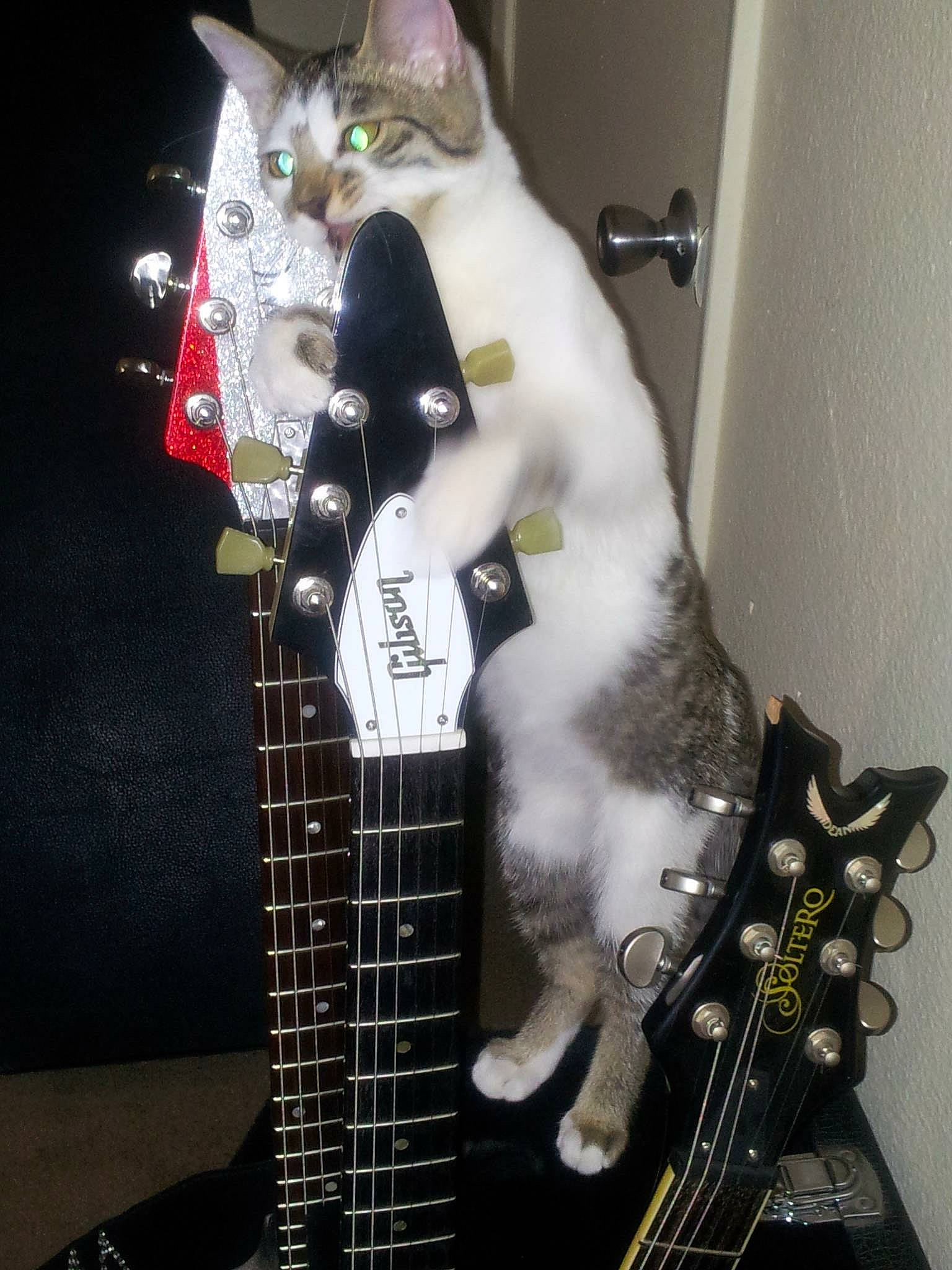 Levon joined the competition — help win amazing prizes! acoustic_guitar, carnivore, cat, electric_guitar, electronic_instrument, electronic_musical_instrument, event, guitar, guitar_accessory, guitarist, light, music, musical_instrument, musical_instrument_accessory, musician, plucked_string_instruments, string_instrument, string_instrument_accessory, white