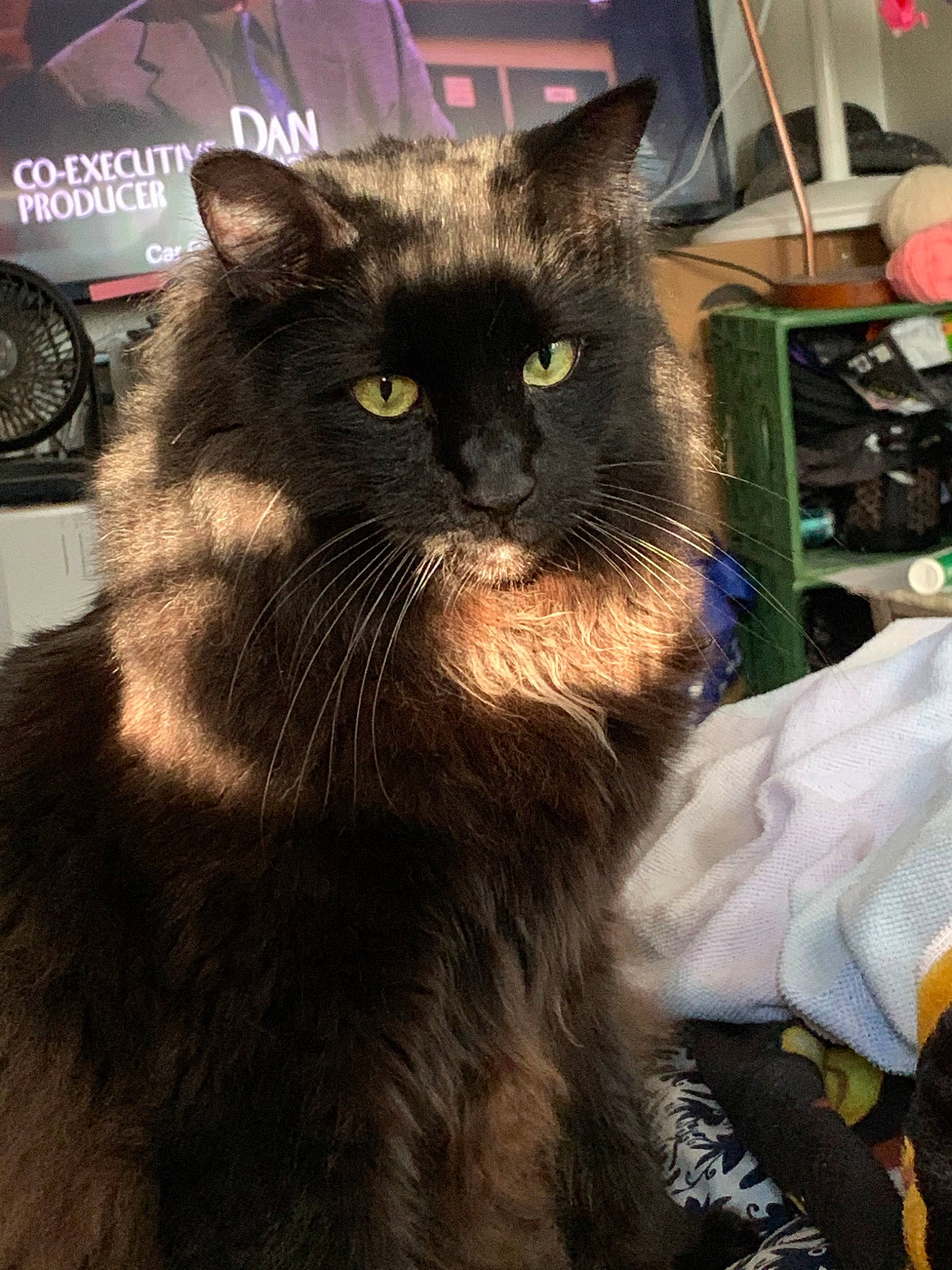 Midnight joined the competition — help win amazing prizes! asian, asian_semi_longhair, black_cat, carnivore, cat, domestic_long_haired_cat, domestic_short_haired_cat, felidae, fur, mammal, nebelung, norwegian_forest_cat, persian, small_to_medium_sized_cats, whiskers