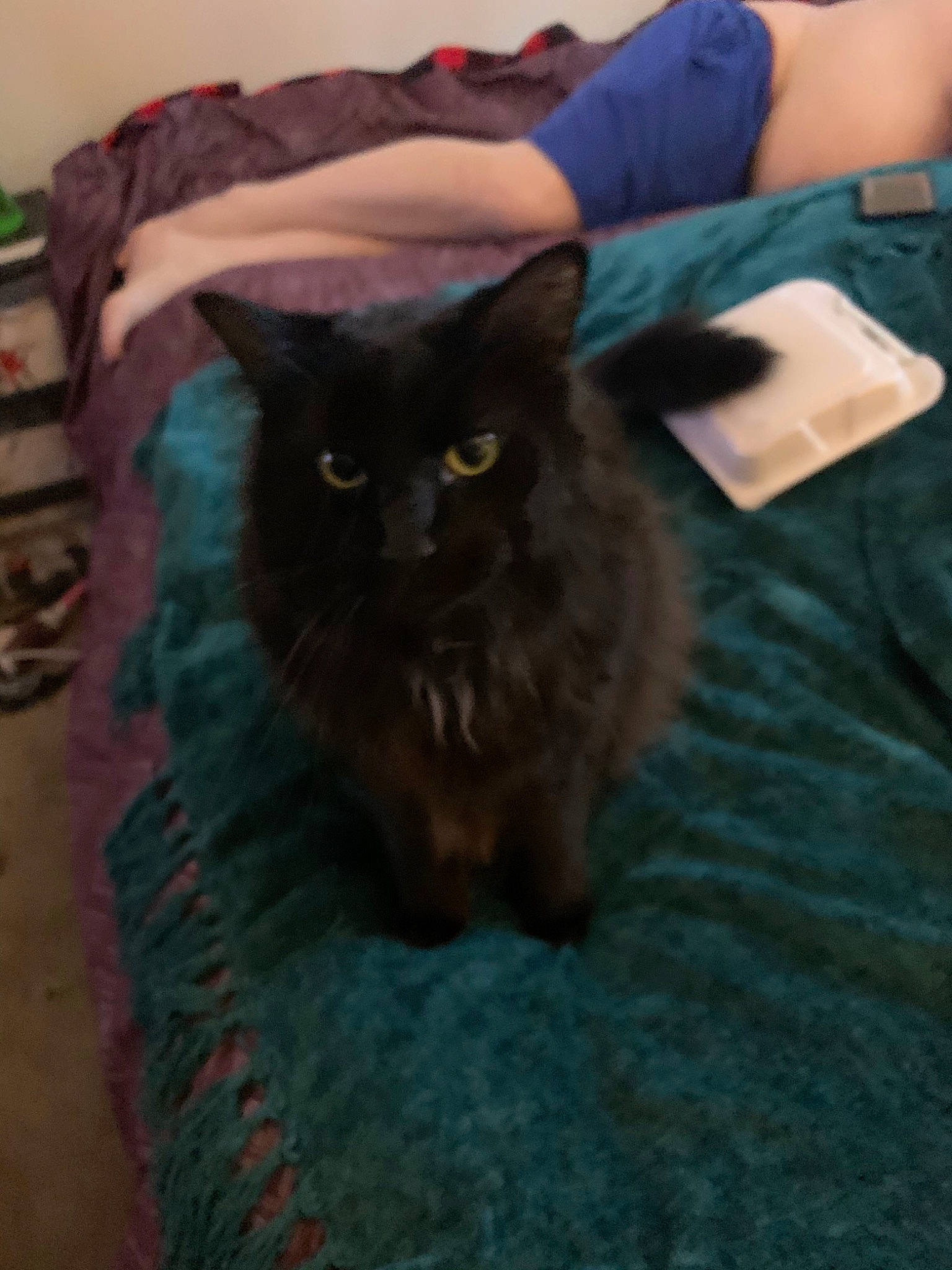 Midnight is registered to the contest to win money with this photo: asian, asian_semi_longhair, black, black_cat, bombay, british_semi_longhair, carnivore, cat, domestic_long_haired_cat, domestic_short_haired_cat, fawn, felidae, fur, mammal, nebelung, persian, small_to_medium_sized_cats, snout, vertebrate, whiskers