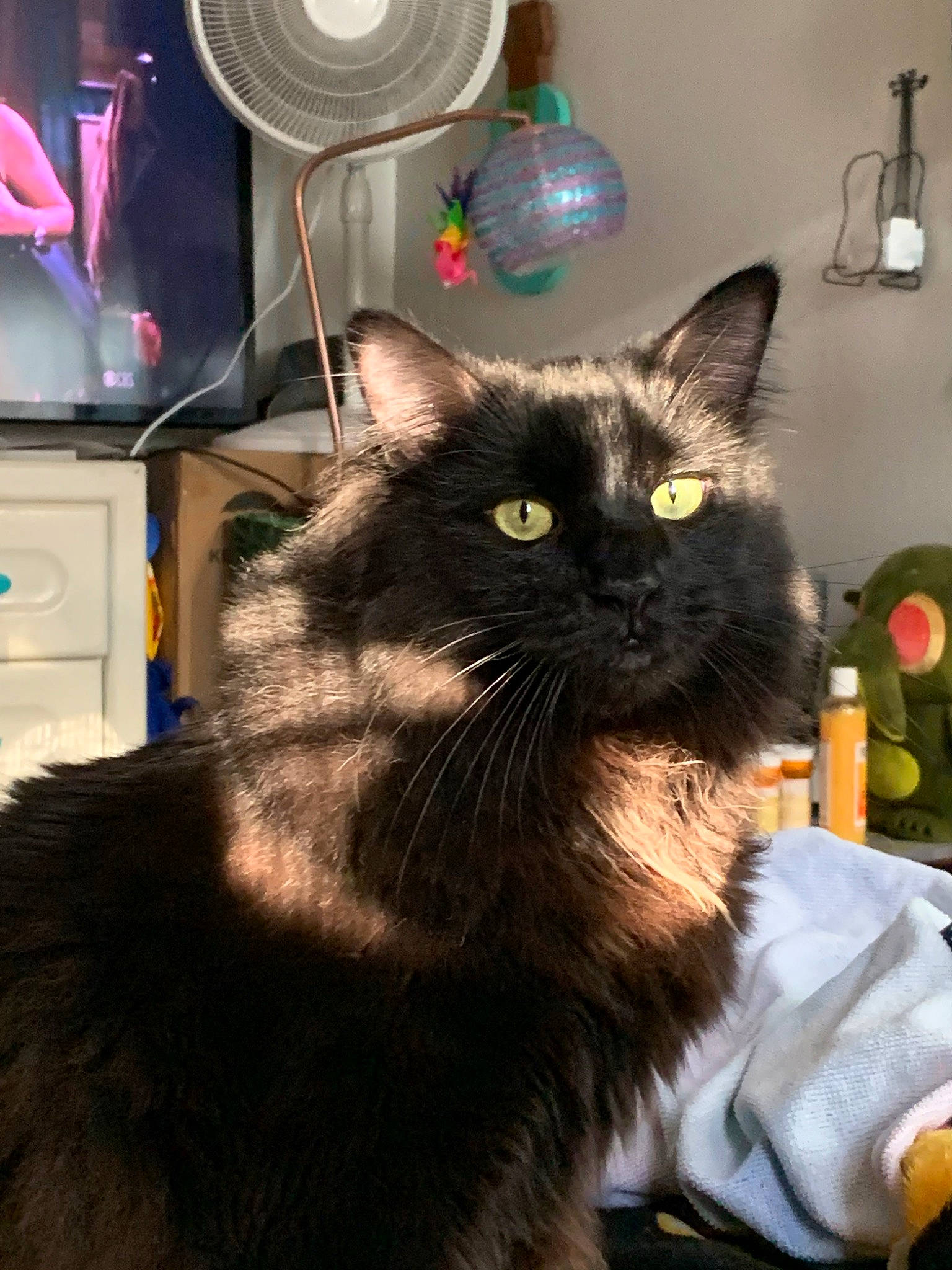 Midnight joined the competition — help win amazing prizes! asian, asian_semi_longhair, black_cat, carnivore, cat, domestic_long_haired_cat, domestic_short_haired_cat, felidae, fur, maine_coon, mammal, nebelung, norwegian_forest_cat, small_to_medium_sized_cats, whiskers