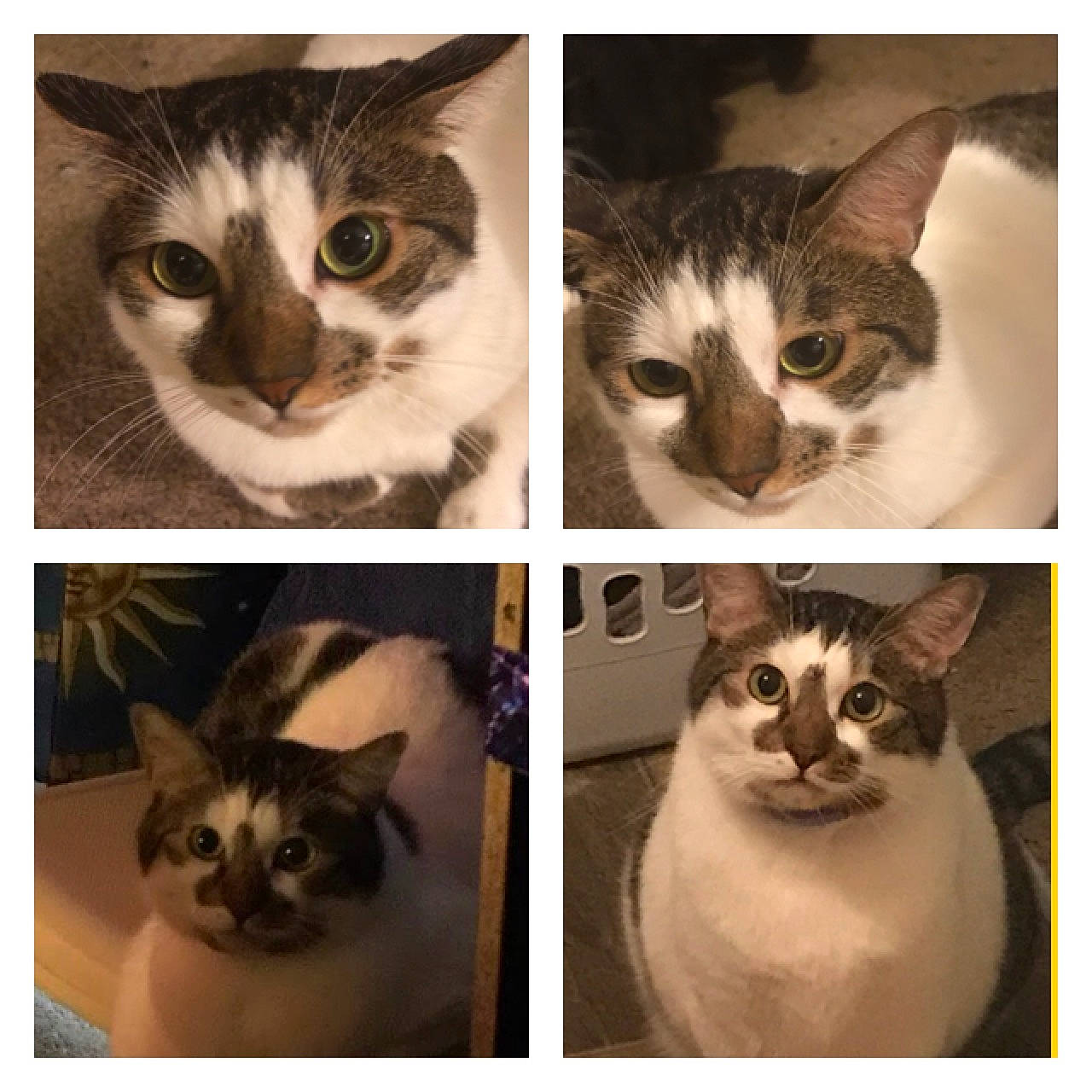 Levon is registered to the contest to win money with this photo: aegean_cat, asian, carnivore, cat, domestic_short_haired_cat, ear, european_shorthair, felidae, kitten, love, photo_caption, photography, polydactyl_cat, small_to_medium_sized_cats, tabby_cat, whiskers