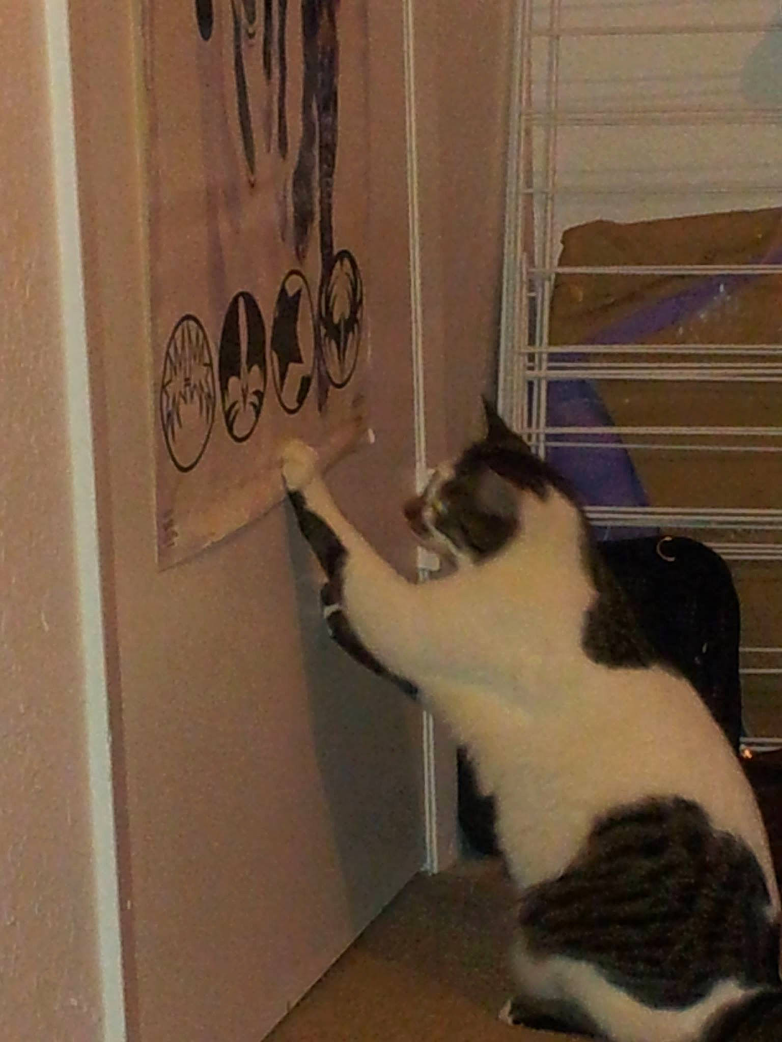 Levon joined the competition — help win amazing prizes! carnivore, cat, domestic_short_haired_cat, european_shorthair, felidae, polydactyl_cat, small_to_medium_sized_cats, tail, whiskers