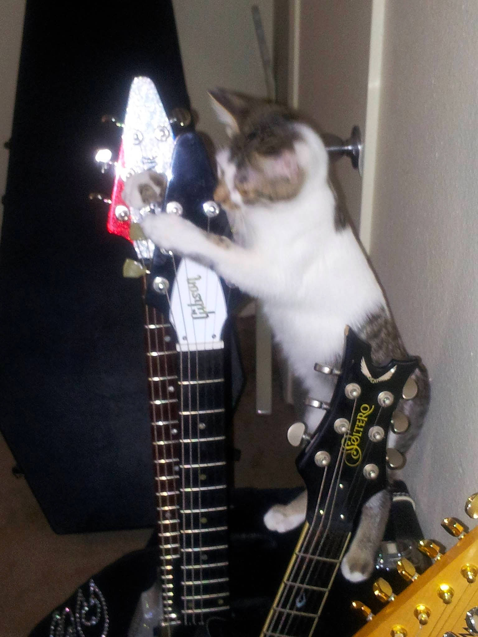 Levon joined the competition — help win amazing prizes! acoustic_electric_guitar, bass_guitar, bassist, cat, electric_guitar, electronic_instrument, felidae, guitar, guitar_accessory, guitarist, kitten, music, musical_instrument, musician, plucked_string_instruments, small_to_medium_sized_cats, string_instrument, string_instrument_accessory, whiskers