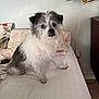 animal, bed, carpet, cozy, curious, cute, dog, expression, fur, furniture, gray, household, indoor, lamp, pet, pillow, scruffy, sitting, small_dog, white