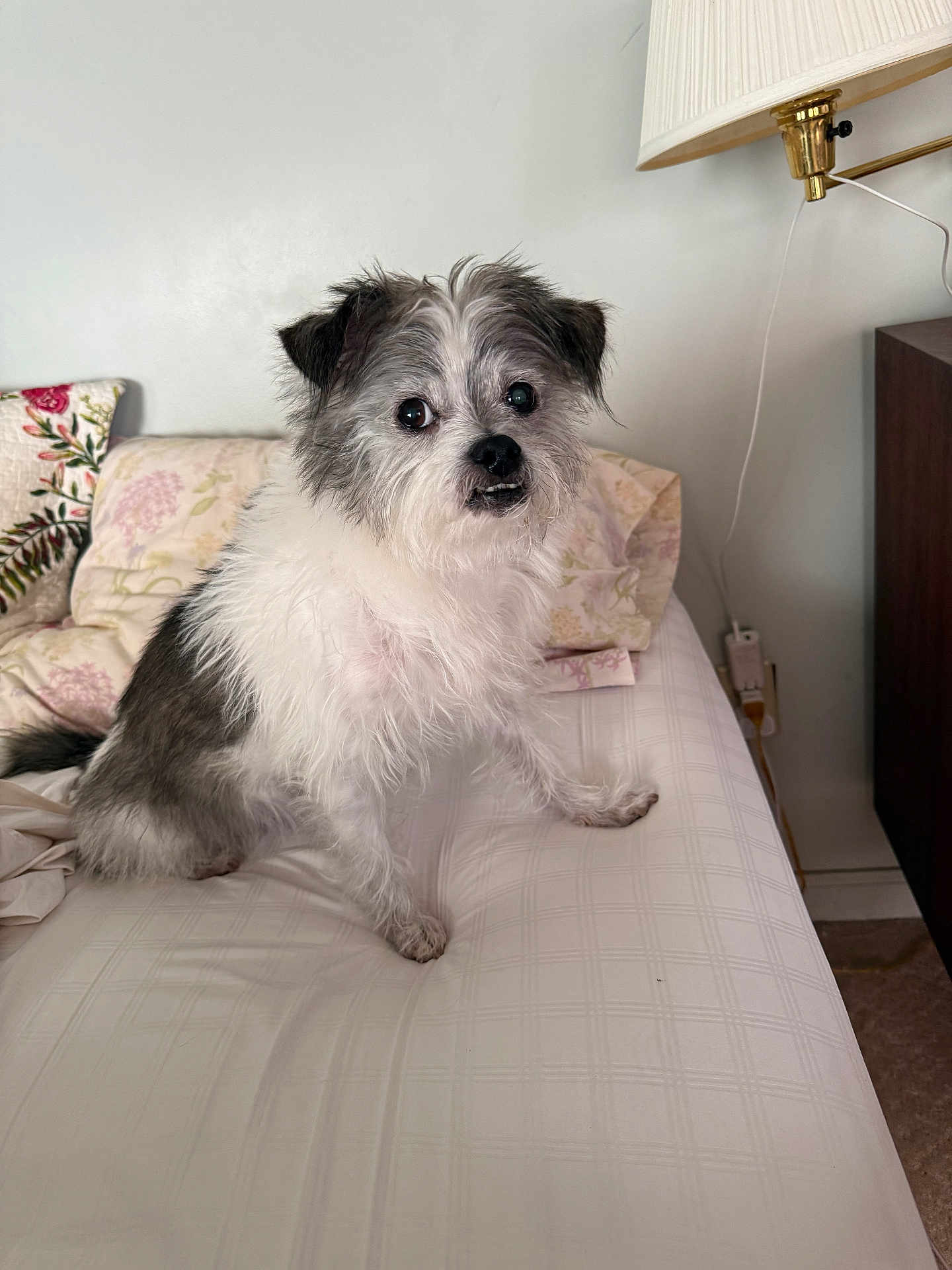 Grisha joined the competition — help win amazing prizes! animal, bed, carpet, cozy, curious, cute, dog, expression, fur, furniture, gray, household, indoor, lamp, pet, pillow, scruffy, sitting, small_dog, white