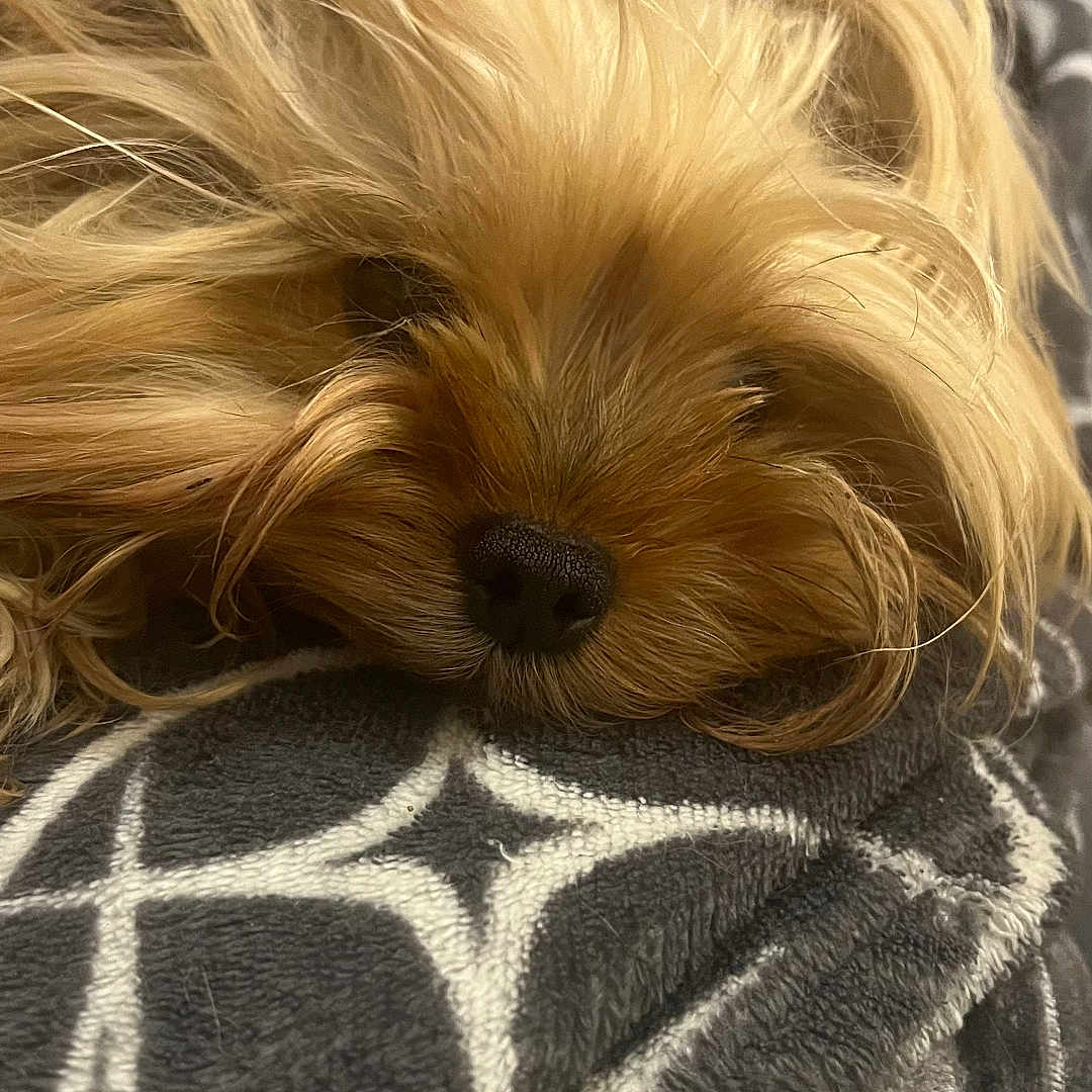 Hope a rejoint le concours — aidez-le/la à gagner de superbes lots ! affenpinscher, animal, blanket, canine, child, couch, dog, female, furniture, girl, homedecor, linen, person, pet, poodle, puppy, quilt, sleeping, terrier, towel