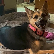 Brandi Callahan is registered to the contest to win money with this photo: bed, blanket, canine, collar, collar_tag, cozy, dog, ears_up, fur, german_shepherd, happy, indoor, living_room, pet, pet_bed, pink_collar, plush_toy, portrait, relaxed, smile