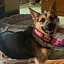 bed, blanket, canine, collar, collar_tag, cozy, dog, ears_up, fur, german_shepherd, happy, indoor, living_room, pet, pet_bed, pink_collar, plush_toy, portrait, relaxed, smile