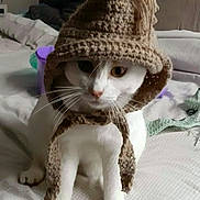 Loulou a rejoint le concours — aidez-le/la à gagner de superbes lots ! cat, white_cat, knitted_hat, hat, bed, indoor, pet, animal, cute, curious, feline, cozy, yarn, tassels, sitting, fur, whiskers, domestic_animal, portrait, cute_pet