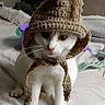 cat, white_cat, knitted_hat, hat, bed, indoor, pet, animal, cute, curious, feline, cozy, yarn, tassels, sitting, fur, whiskers, domestic_animal, portrait, cute_pet