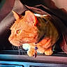 Samantha joined the competition — help win amazing prizes! cat, orange_tabby, vehicle_interior, dashboard, sunlight, curious, pet, collar, phone, screen, text_message, radio, knob, button, closeup, indoor, animal, fur, whiskers, seat
