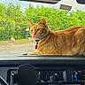 Samantha joined the competition — help win amazing prizes! cat, orange_tabby, dashboard, car_interior, rain, raindrops, window, greenery, trees, outdoor, animal, pet, collar, relaxed, lying_down, vehicle, steering_wheel, radio, daytime, nature