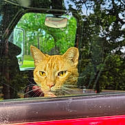 Samantha joined the competition — help win amazing prizes! cat, orange_tabby, car, window, reflection, trees, greenery, outdoor, animal, pet, curious, yellow_eyes, nature, vehicle, daylight, closeup, face, fur, looking, vehicle_door