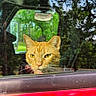 cat, orange_tabby, car, window, reflection, trees, greenery, outdoor, animal, pet, curious, yellow_eyes, nature, vehicle, daylight, closeup, face, fur, looking, vehicle_door